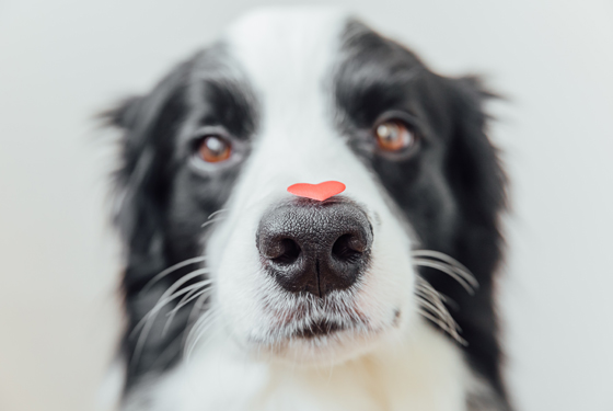 Hundegesicht mit rotem Herz auf der Nase