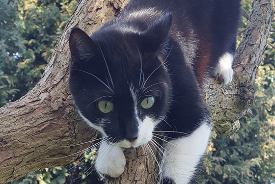 Katze von Jeannine Katze Piet liegt auf einem Ast