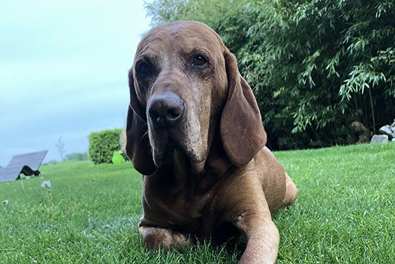 Hund von Marco Hund Amon liegt im Gras